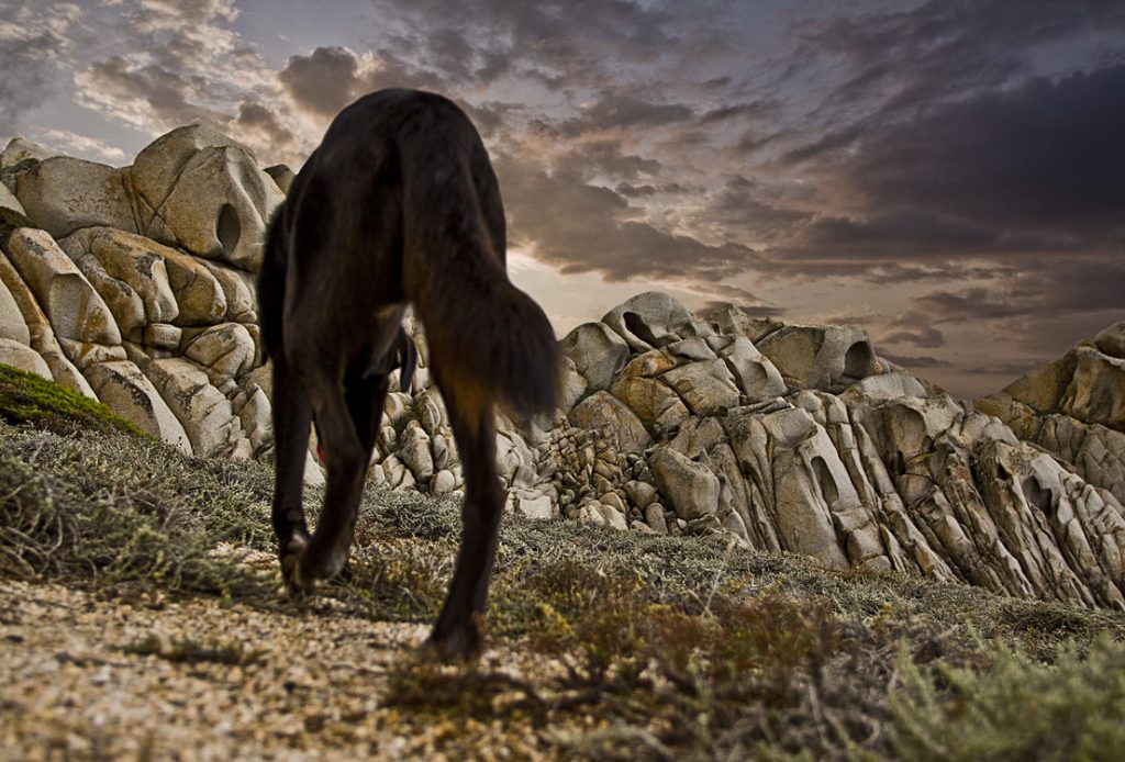 mein erster Hund Kathissma, damals aus dem Tierschutz in Griechenland. Gemeinsam in Capo Test, Sardinien