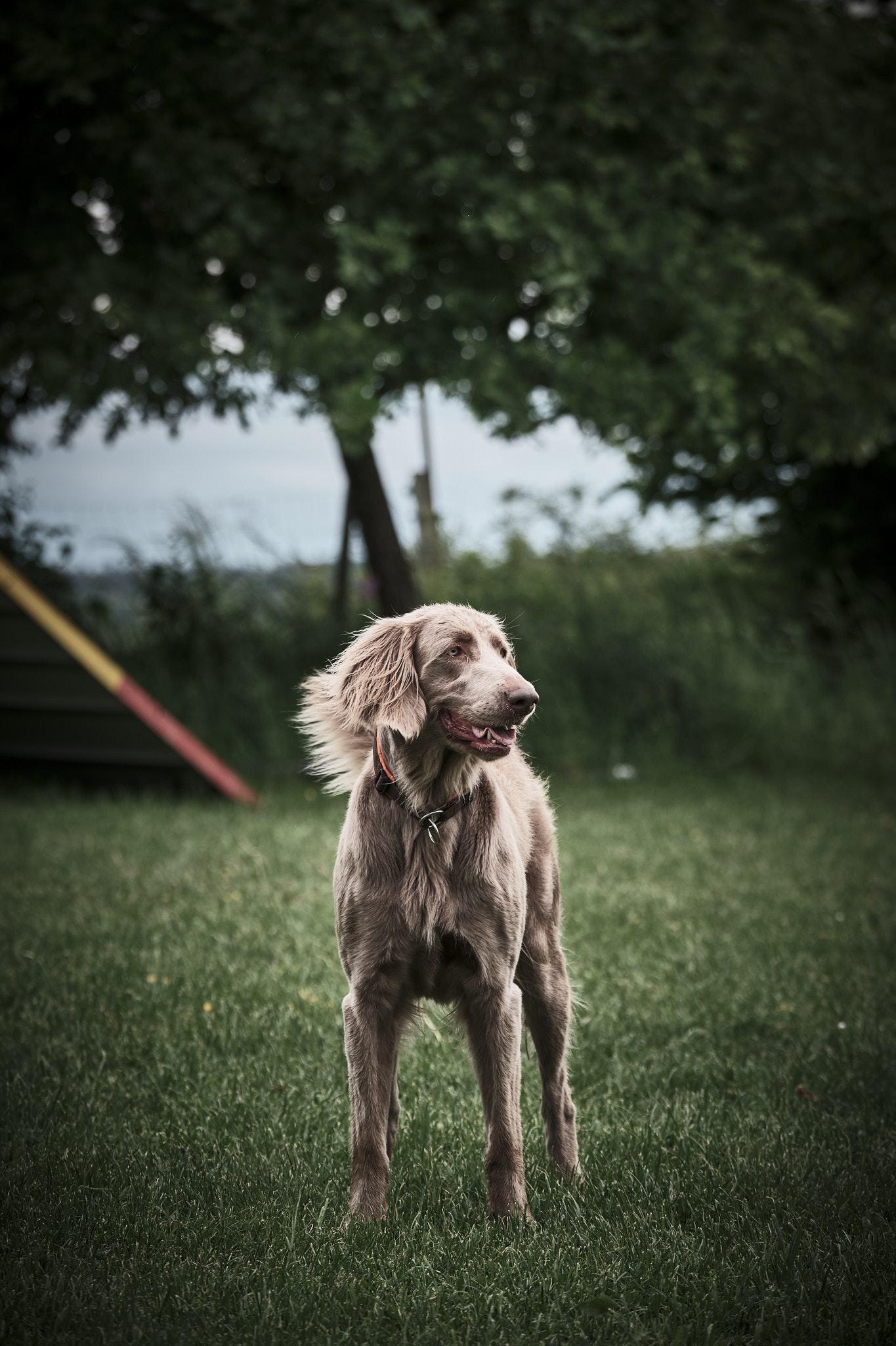 Hund mit wehendem Fell auf dem Hundeplatz