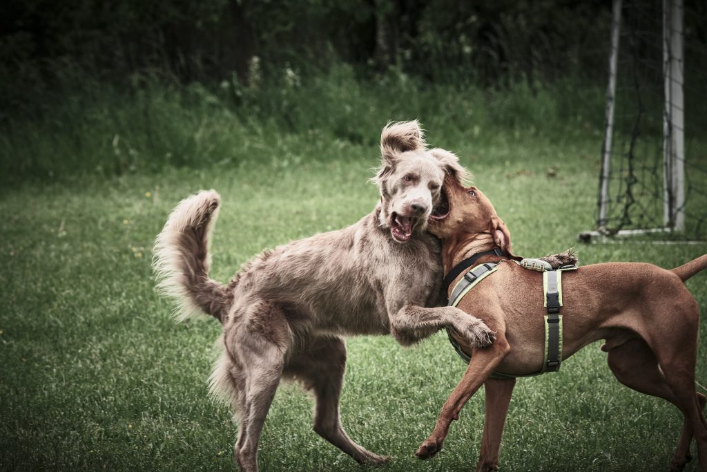 zwei spielende Hunde auf dem Hundeplatz