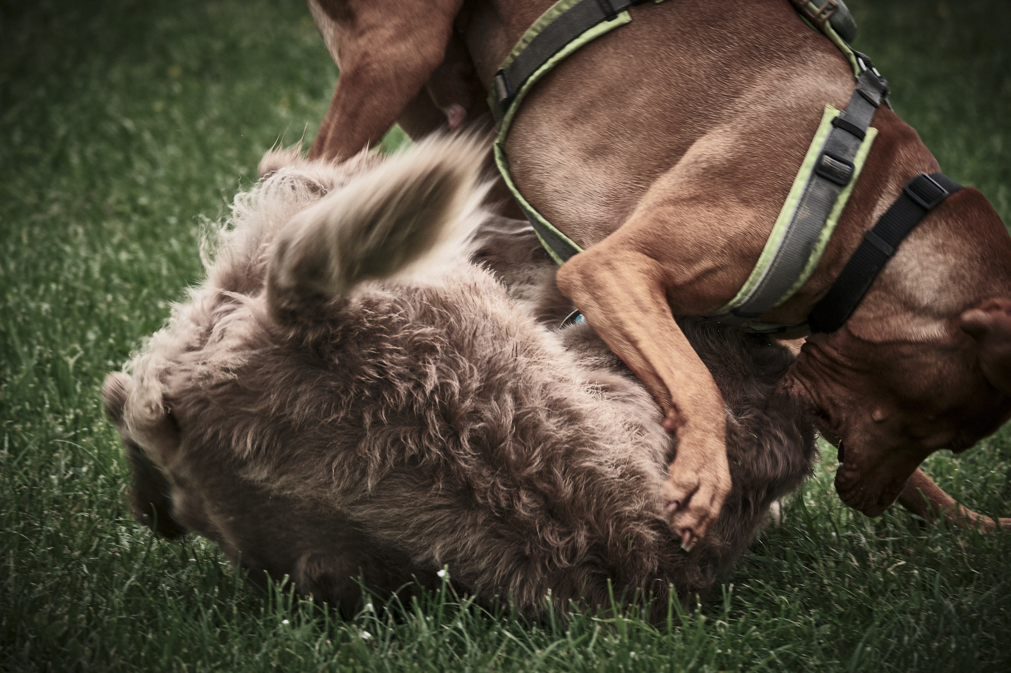 zwei Hunde beim Spiel auf dem Hundeplatz