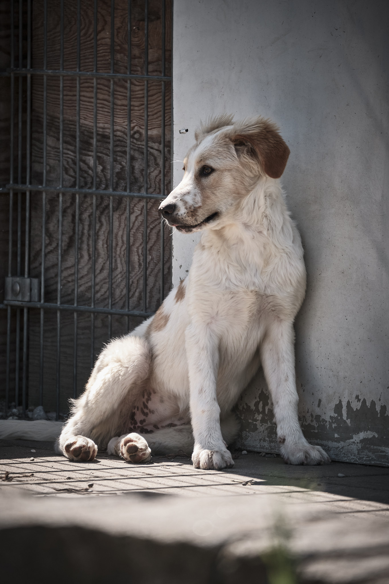 Welpe, Mimi aus dem Auslandstierschutz im Tierheim München lehnt an der Wand
