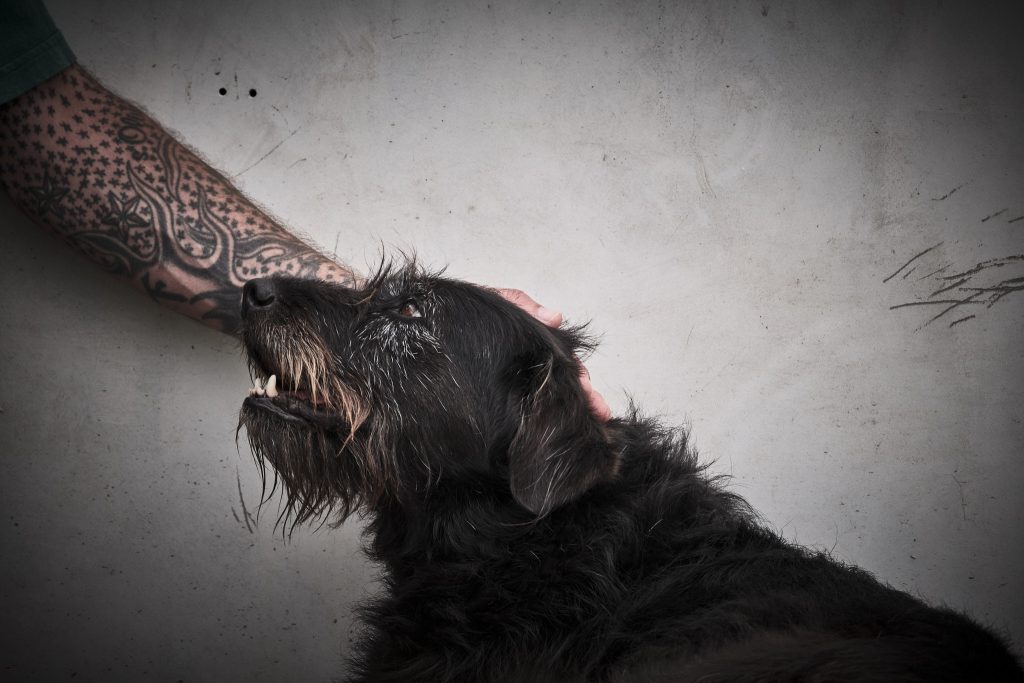 Tierschutzhund beim Ankommen und Vertrauensaufbau Auslandstierschutz im Tierheim München mit Hündin Betty