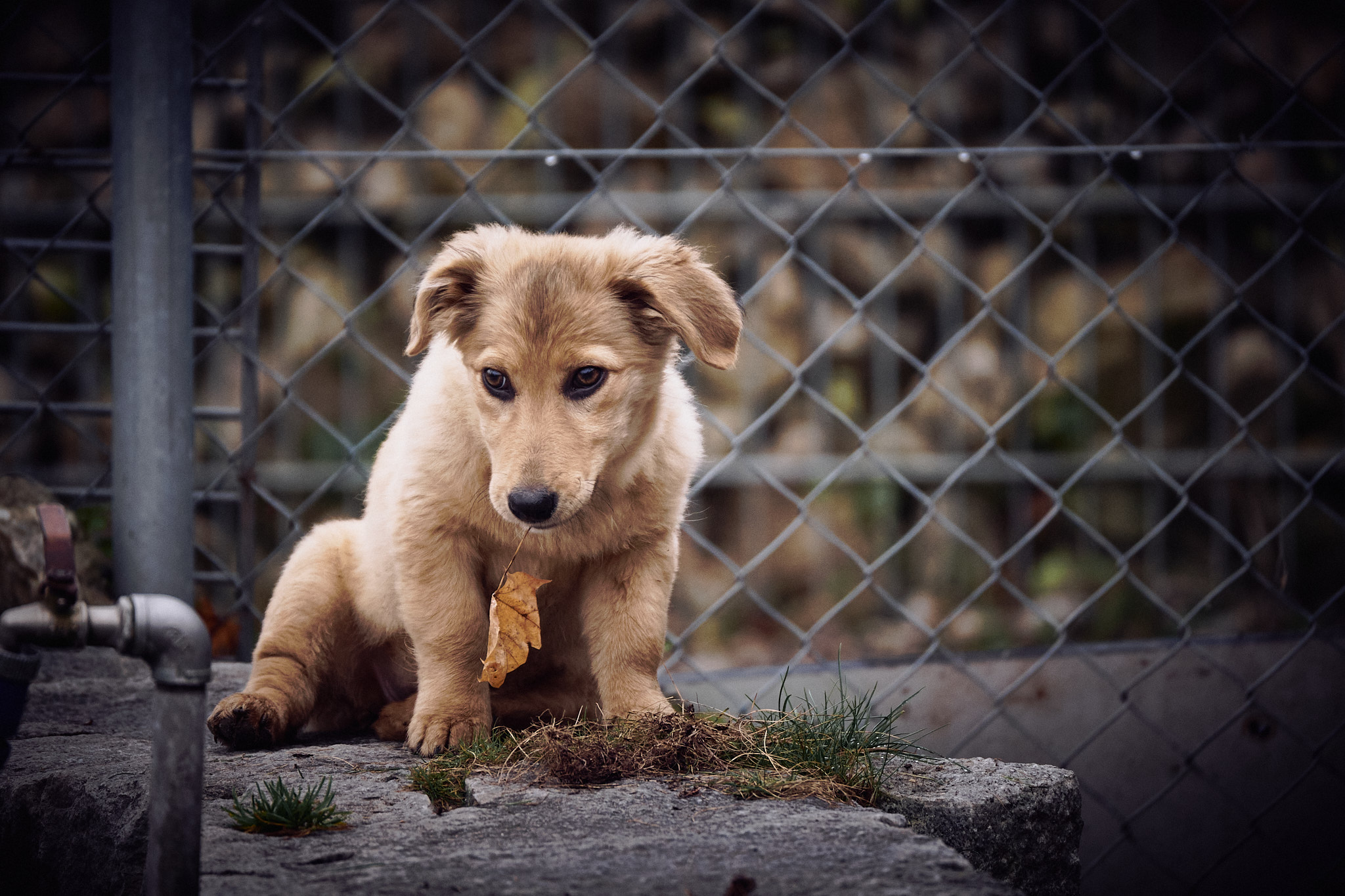ein Welpe, Daisy aus dem Auslandstierschutz im Tierheim München auf ein Mauer mit Blatt im Mund