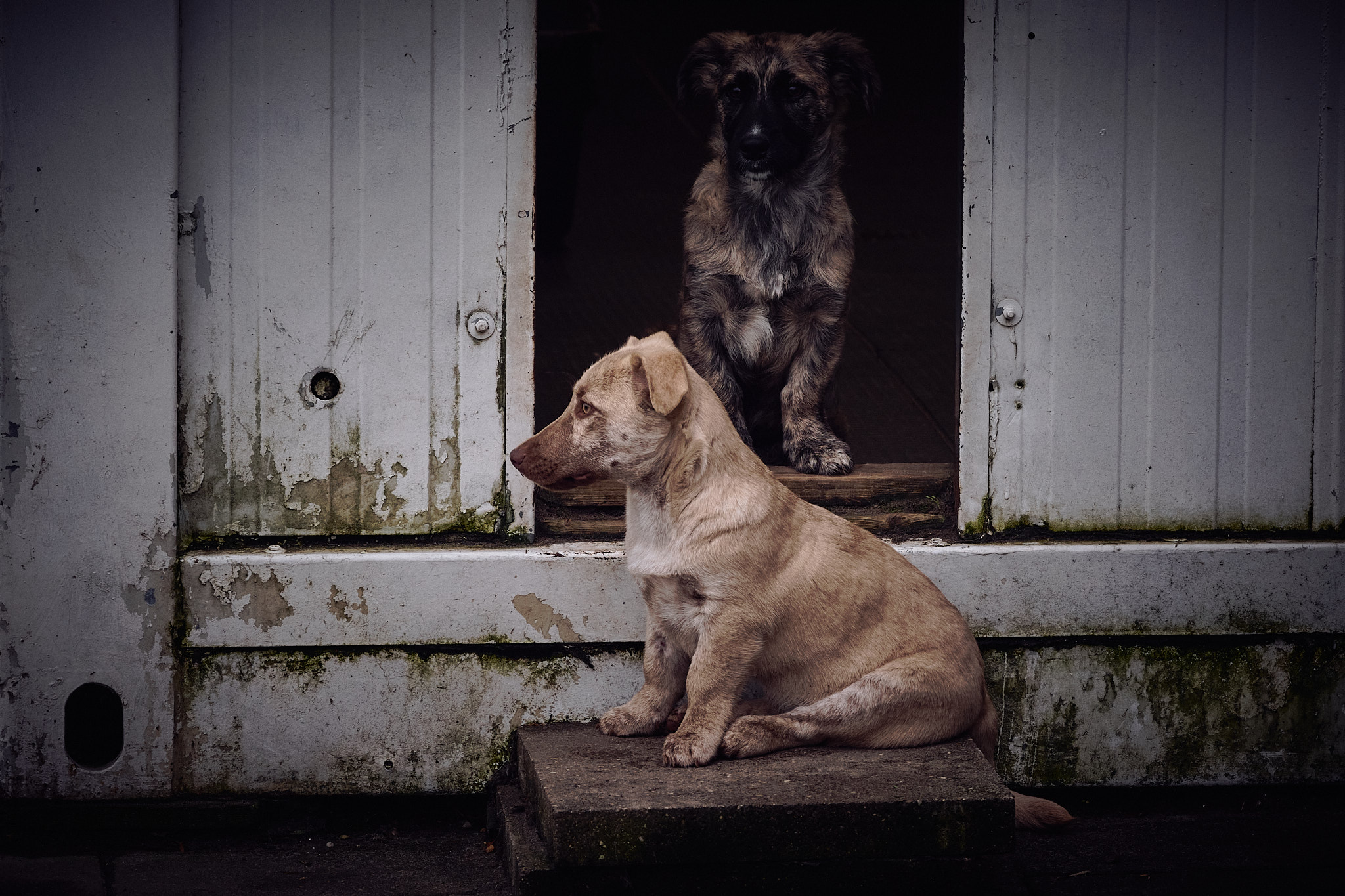 zwei Welpen, Daisy und Ida aus dem Auslandstierschutz im Tierheim München sitzen vorm Container und im Schlupf