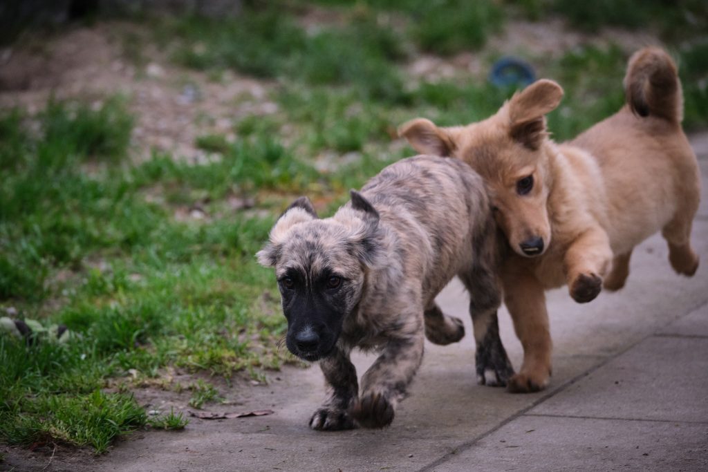 zwei Welpen, Daisy und Ida aus dem Auslandstierschutz im Tierheim München beim Crash