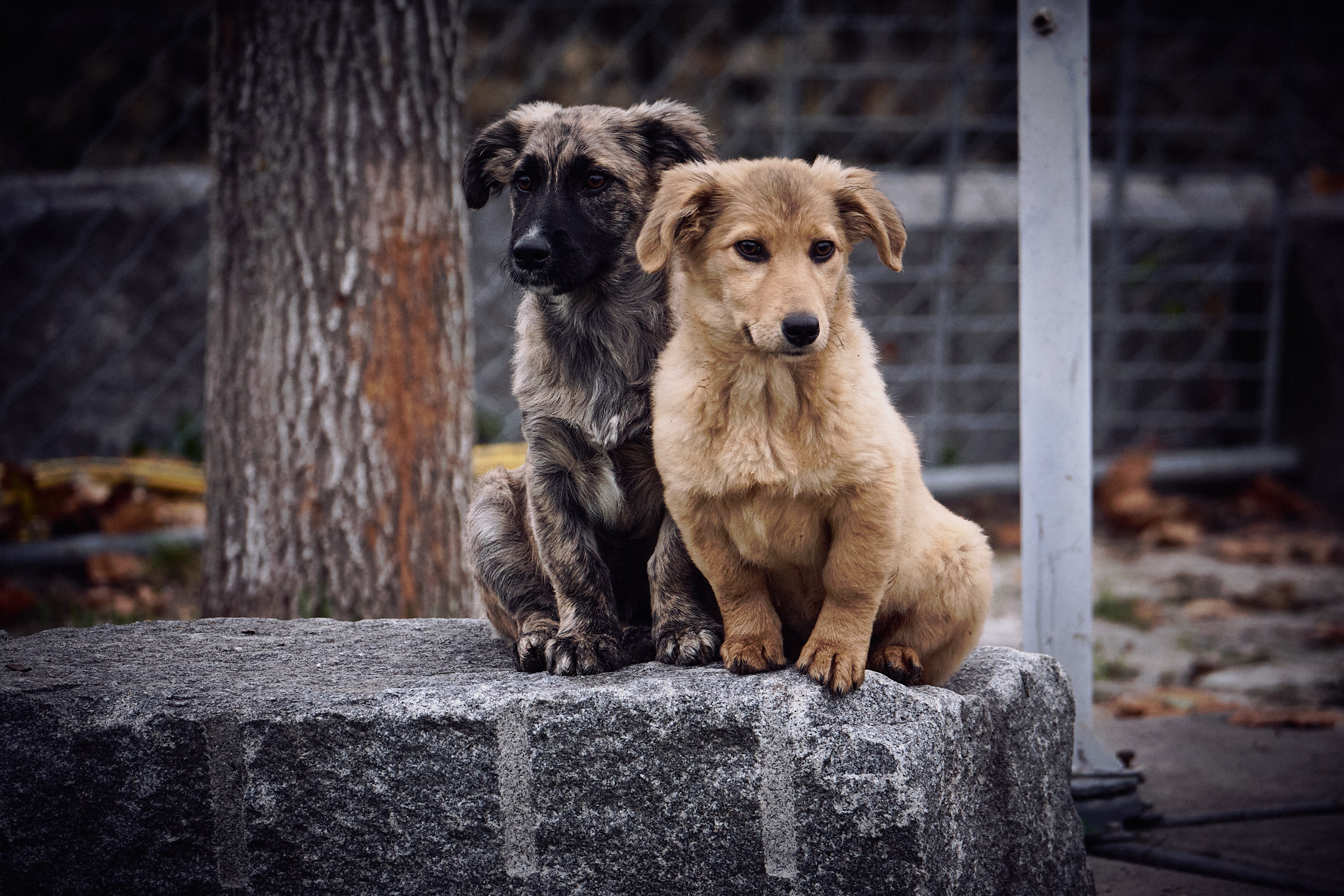zwei Welpen, Daisy und Ida aus dem Auslandstierschutz im Tierheim München